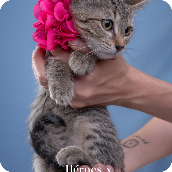 Fondo rosa (28)